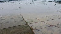 Menurut data Kementerian Pertanian 6000 hektare sawah di Kabupaten Bekasi terendam banjir dan akan mendata serta memberikan bantuan bibit untuk petani yang terdampak.