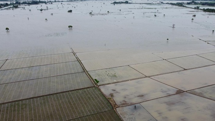 Foto udara sawah yang terendam banjir di Desa Sukaringin, Kabupaten Bekasi, Jawa Barat, Sabtu (4/3/2023). Menurut data Kementerian Pertanian 6000 hektare sawah di Kabupaten Bekasi terendam banjir dan akan mendata serta memberikan bantuan bibit untuk petani yang terdampak. ANTARA FOTO/ Fakhri Hermansyah/nz