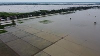 Foto udara sawah yang terendam banjir di Desa Sukaringin, Kabupaten Bekasi, Jawa Barat, Sabtu (4/3/2023).
