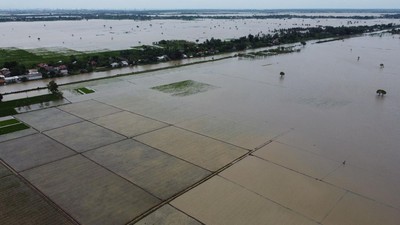 Foto Udara Banjir Rendam Sawah di Kabupaten Bekasi