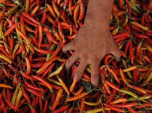 Tenang Bun, Petani Jamin Stok Cabai buat Bulan Puasa Cukup