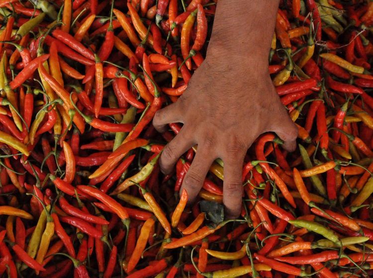 Gegara Cuaca Ekstrem, Harga Cabai Rawit di Bengkulu Naik