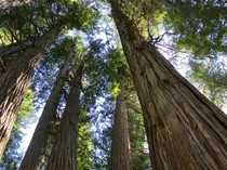 Cocokkah Tanah Papua untuk Sawit? Ini Kata Pakar