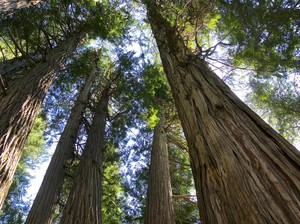 Megaloblatta, Kecoa Terbesar Dunia Penghuni Hutan Hujan Tropis