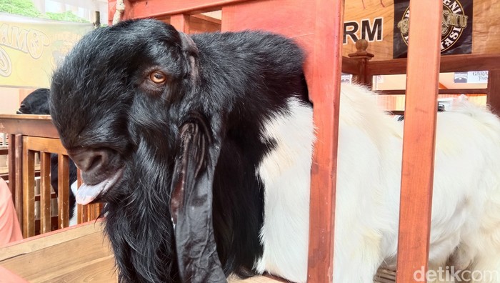Kambing ras Kaligesing Purworejo, Minggu (5/3/2023).