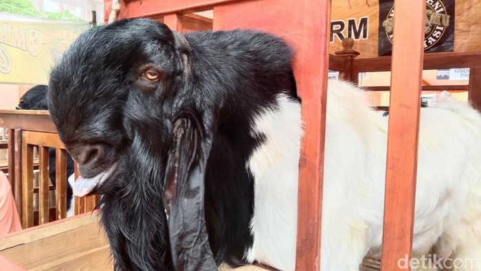 Kambing ras Kaligesing Purworejo, Minggu (5/3/2023).