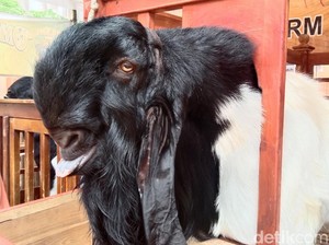 Mbeeek! Kambing Ras Kaligesing Purworejo Ini Dibanderol hingga Ratusan Juta