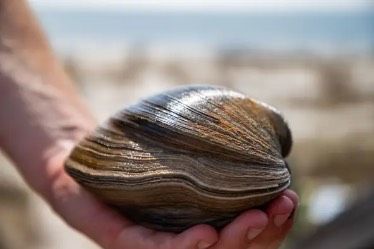Kerang Berusia 214 Tahun