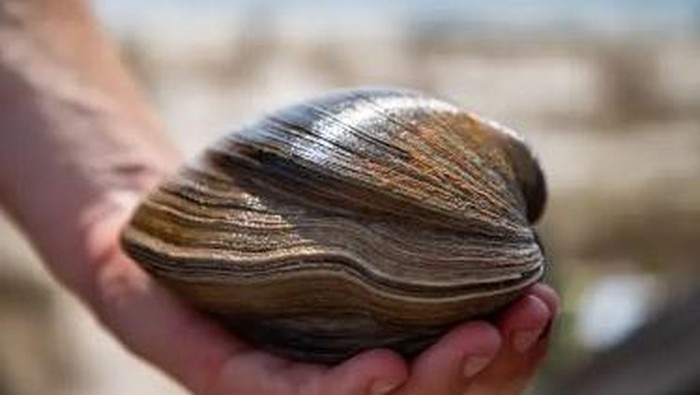 Kerang Berusia 214 Tahun