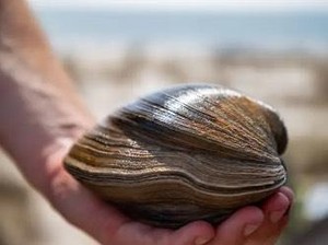 Pria Asal Florida Temukan Kerang Raksasa dengan Cangkang 214 Lapis