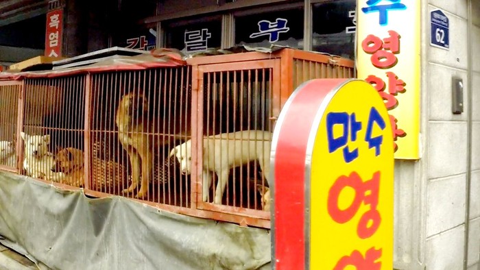 Korea Utara Buka Restoran Mewah Spesialis Penyaji Daging Anjing