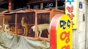 Kerang 214 Tahun Nyaris Dimasak hingga Resto Daging Anjing di Korut