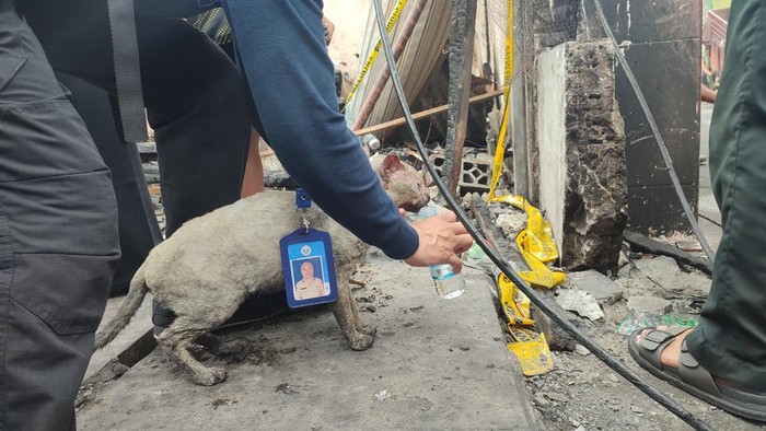 Kucing Ini Ditemukan Selamat di Reruntuhan Kebakaran Depo Plumpang (Rizky/detikcom)