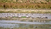 Taman Nasional Kaziranga terletak di distrik Golaghat dan Nagaon of Assam, India, ini masuk sebagai situs warisan UNESCO.