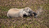 Taman Nasional menyebar di luar bentangan untuk membuat habitat bagi populasi fauna yang terus meningkat. Karena tingginya jumlah burung (lokal dan migrasi), Taman Nasional Kaziranga juga mendapat identitas sebagai Kawasan Burung Penting.