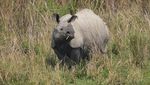 Melihat Kawasan Angsa Bermigrasi di Taman Nasional Kaziranga