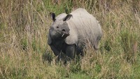 Taman Nasional Kaziranga terkenal sebagai rumah bagi Badak Bercula Satu.