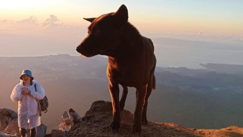 Para pemandu pendakian Gunung Agung membawa anjingnya saat melakukan pendakian.