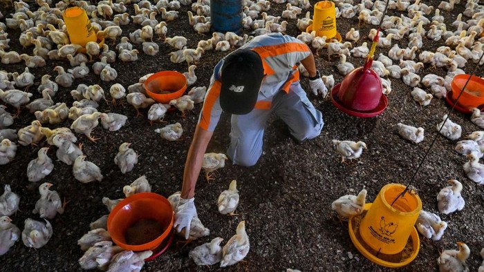 A government worker disinfects a poultry farm against the spread of bird flu in Darul Imarah in Indonesia's Aceh province on March 2, 2023. (Photo by CHAIDEER MAHYUDDIN / AFP) (Photo by CHAIDEER MAHYUDDIN/AFP via Getty Images)