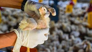 Harap Tenang, Ini Alasan Flu Burung Kecil Kemungkinan Jadi Pandemi