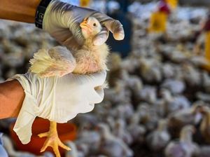 Catatan WHO soal Infeksi Flu Burung H3N8 pada Manusia di China