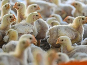 Flu Burung di Jepang Mengganas, Harga Telur dan Daging Ayam Meroket