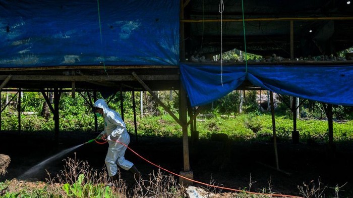 A government worker disinfects a poultry farm against the spread of bird flu in Darul Imarah in Indonesia's Aceh province on March 2, 2023. (Photo by CHAIDEER MAHYUDDIN / AFP) (Photo by CHAIDEER MAHYUDDIN/AFP via Getty Images)