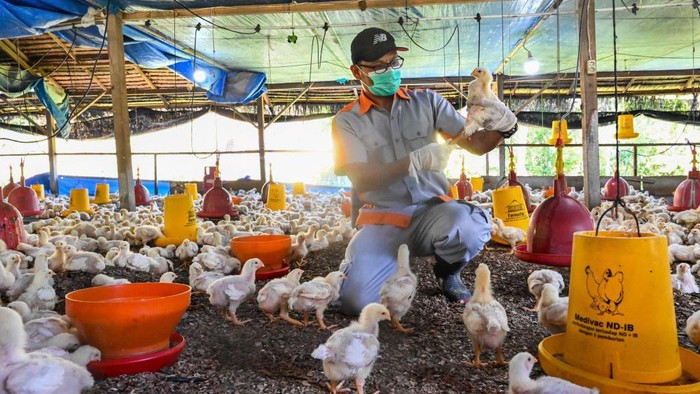 1247605516 A government worker disinfects a poultry farm against the spread of bird flu in Darul Imarah in Indonesia's Aceh province on March 2, 2023. (Photo by CHAIDEER MAHYUDDIN / AFP) (Photo by CHAIDEER MAHYUDDIN/AFP via Getty Images)