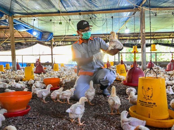 Pemeriksaan Unggas Untuk Cegah Flu Burung di Aceh