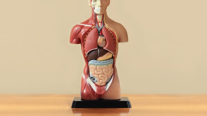 Human anatomy model on the table