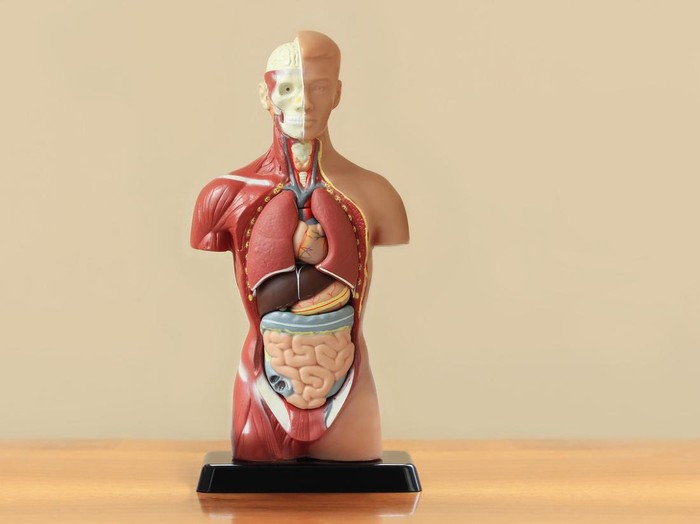 Human anatomy model on the table
