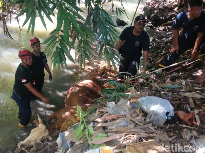 Anggota Damkar Klaten mengevakuasi sapi limosin yang tercebur di sungai Mlese, Klaten, Senin (6/3/2023) siang.