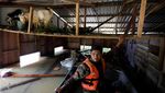 Banjir Terjang Rumah Warga Malaysia, Kambing Ikut Jadi Korban