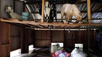 Sejumlah kambing dievakuasi ke kandang dadakan di bawah atap rumah.