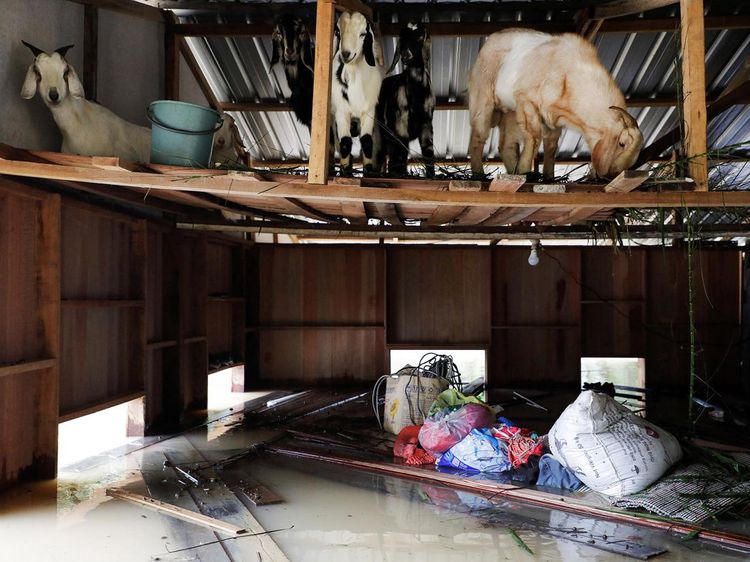 Banjir Terjang Rumah Warga Malaysia, Kambing Ikut Jadi Korban