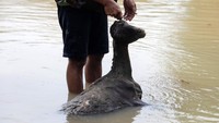 Seekor kambing ditemukan mati usai diterjang banjir.