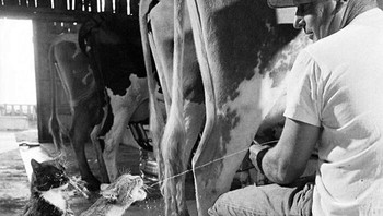 Foto ini diambil pada 1954. Terlihat ada kucing berdiri dengan kaki belakangnya untuk menangkap semburan susu saat memerah susu di peternakan sapi perah. Fotonya dijepret oleh Nat Farbman. Foto: instagram.com/historicalpix/