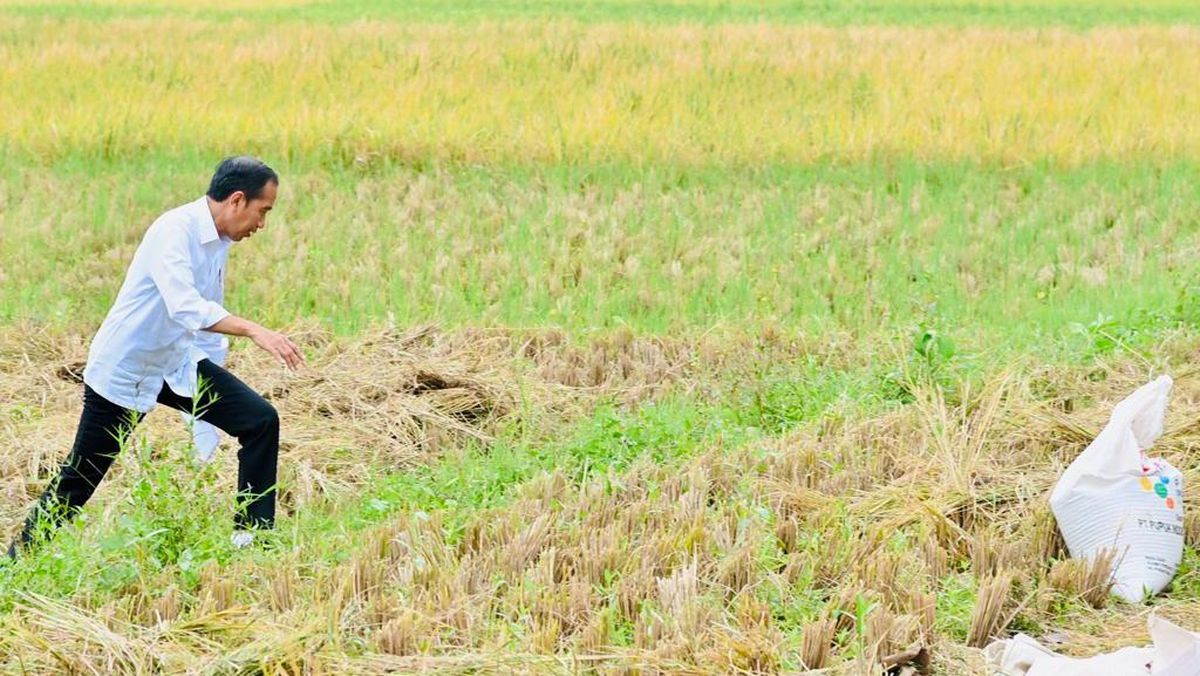 Kala Jokowi Mendadak Turun dari Mobil di Soreang, Temui Petani Sedang Panen