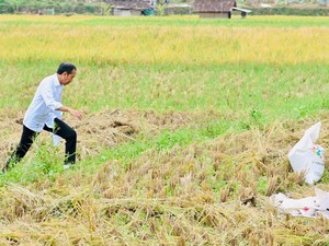 Kala Jokowi Mendadak Turun dari Mobil di Soreang, Temui Petani Sedang Panen