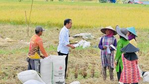 Jokowi Cek Harga Gabah Masih Bagus, Tapi Dikejar Harga Pupuk