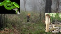 Selalu waspada bahaya biologis saat berkegiatan outdoor