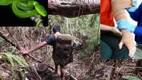 Pertolongan pertama digigit ular berbisa
