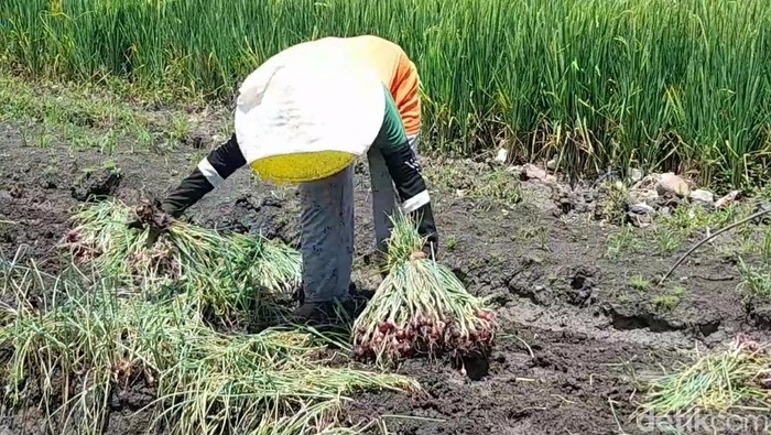 Petani bawang merah di Brebes memanen tanamannya yang sempat terendam banjir, Senin (6/2/2023).