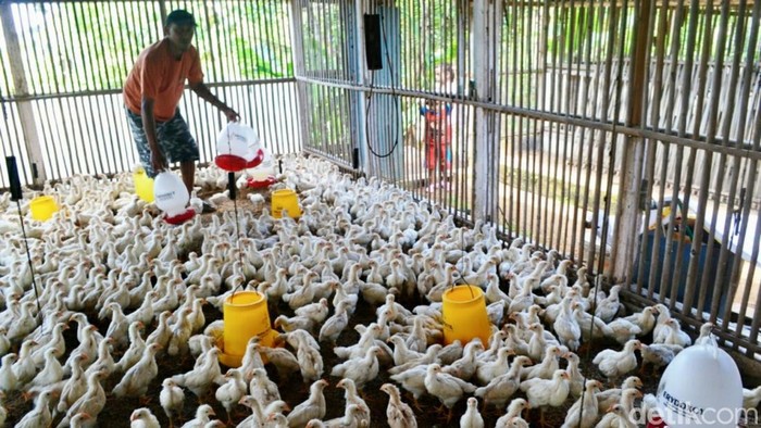 Peternakan ayam di Ciamis.