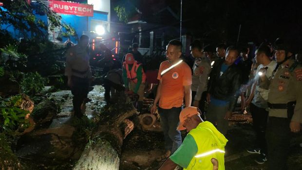 Pohon tumbang di Kendari, Sulawesi Tenggara memakan korban jiwa.