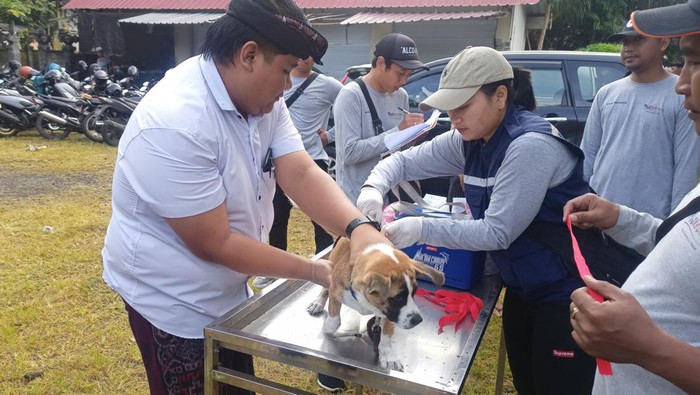 Petugas melakukan vaksinasi anjing di Desa Seraya Barat, Kecamatan dan Kabupaten Karangasem, Senin (6/2/2023).