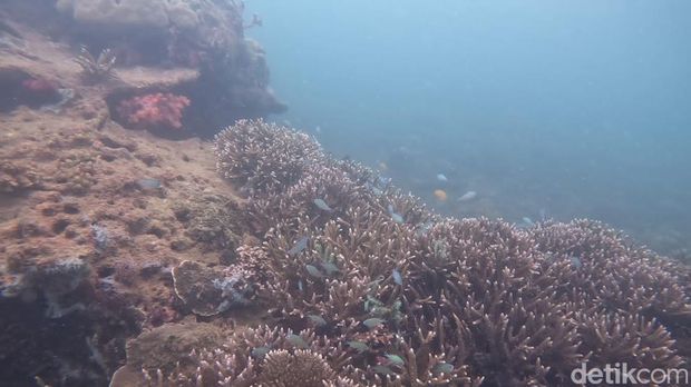 Wisata Pantai Biru yang berada di Kecamatan Marangkayu, Kukar, Kaltim. Lokasi wisata terbersih yang memiliki Terumbu Karang sebagai primadonanya.