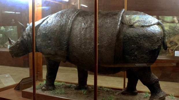 Badak di Museum Zoologi Bogor