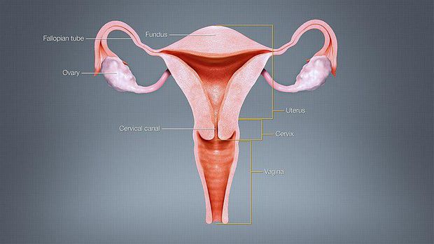 Bagian-bagian uterus.