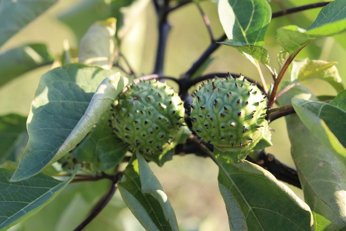Buah kecubung.